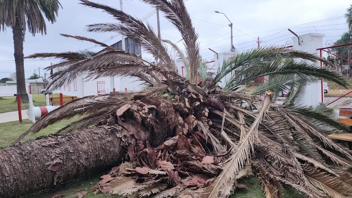 Palmera afectada por el picudo rojo