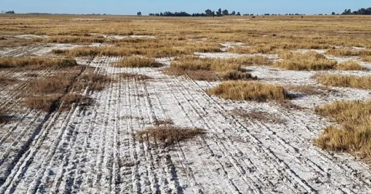 Suelo afectado por salinización en el noreste de La Pampa: superficie agrietada con costras blancas de sal, vegetación raquítica y ausencia de cultivos, producto del ascenso freático y la degradación del suelo