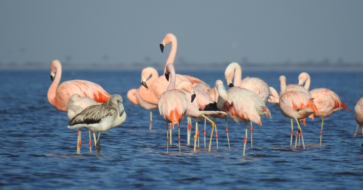 Flamencos australes, unos de los habitantes de la Laguna El Bonete