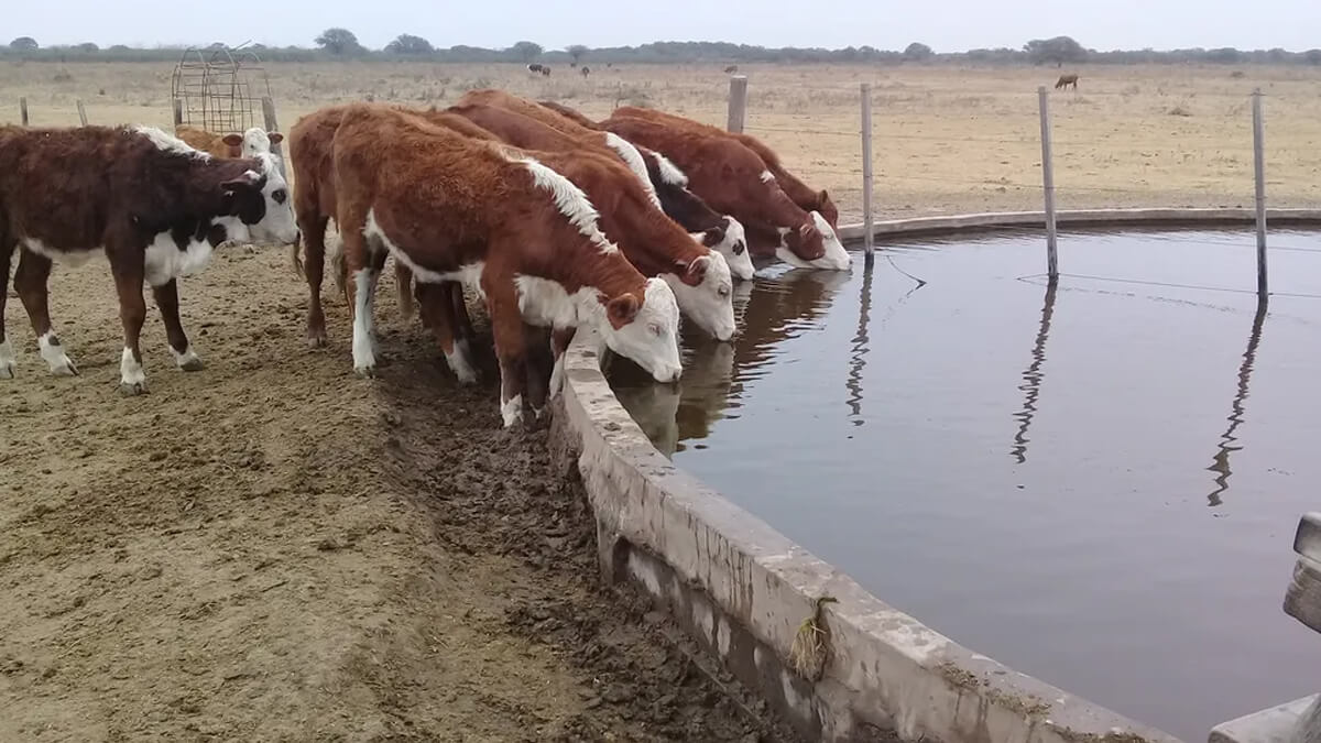 Ganado bovino hidratándose en sistema de almacenamiento de agua, parte de las soluciones para manejo eficiente en contextos de sequía