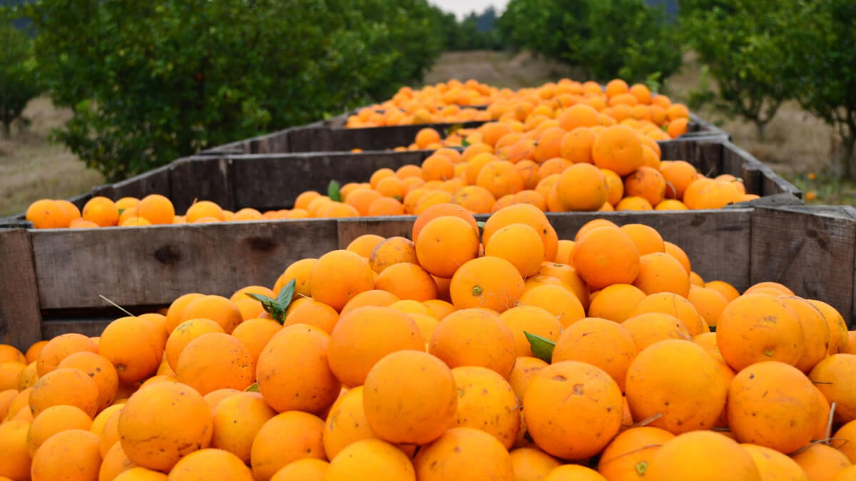 cosecha de naranjas