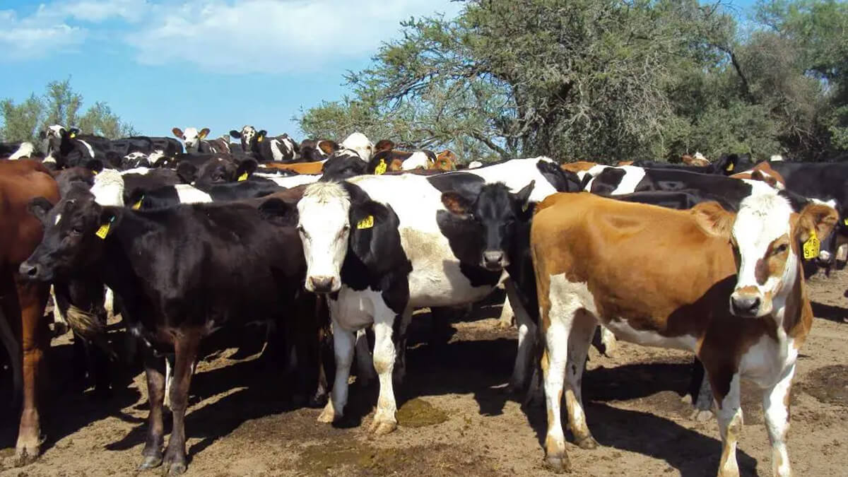 Rodeo pastando en potrero durante el invierno, con manejo técnico recomendado por INTA para producción ganadera eficiente.