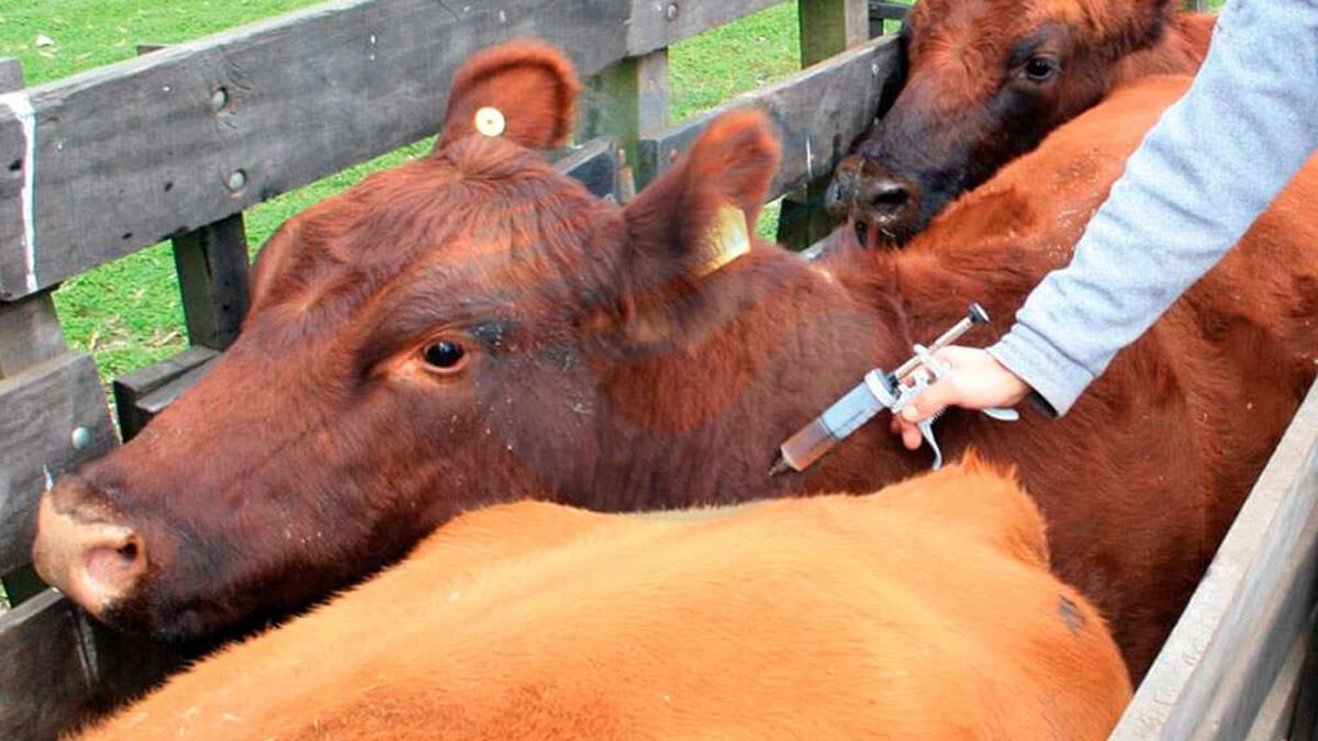 Ganado bovino siendo vacunado contra la fiebre aftosa en manga por personal veterinario.