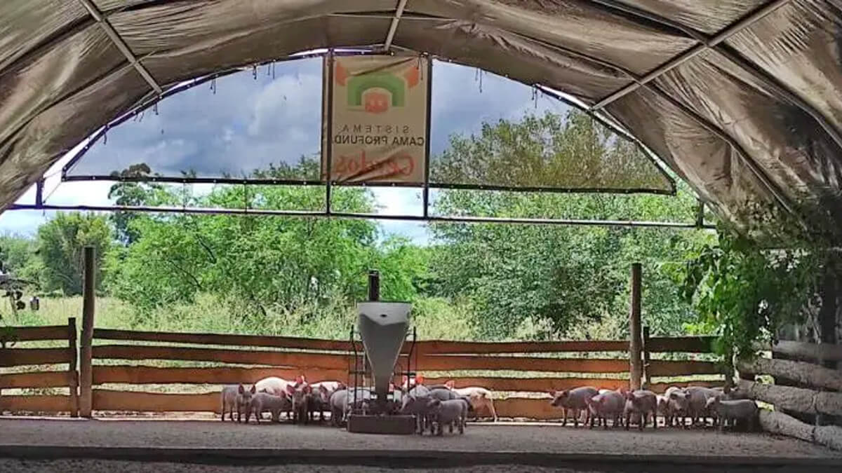 Cerdos alimentándose en granja