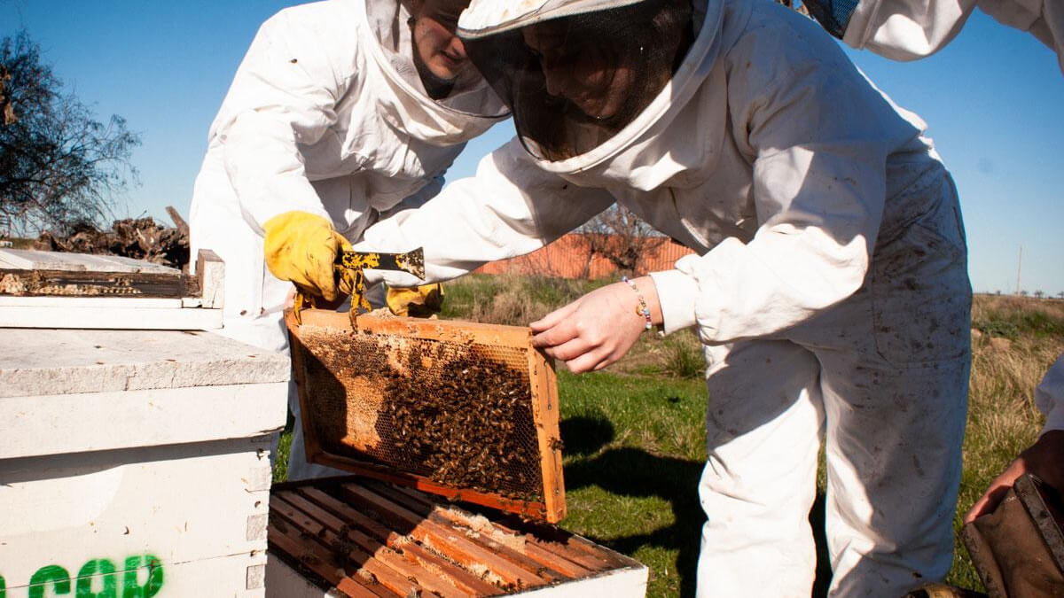 Apicultores trabajando en colmenas durante una jornada de producción en el campo