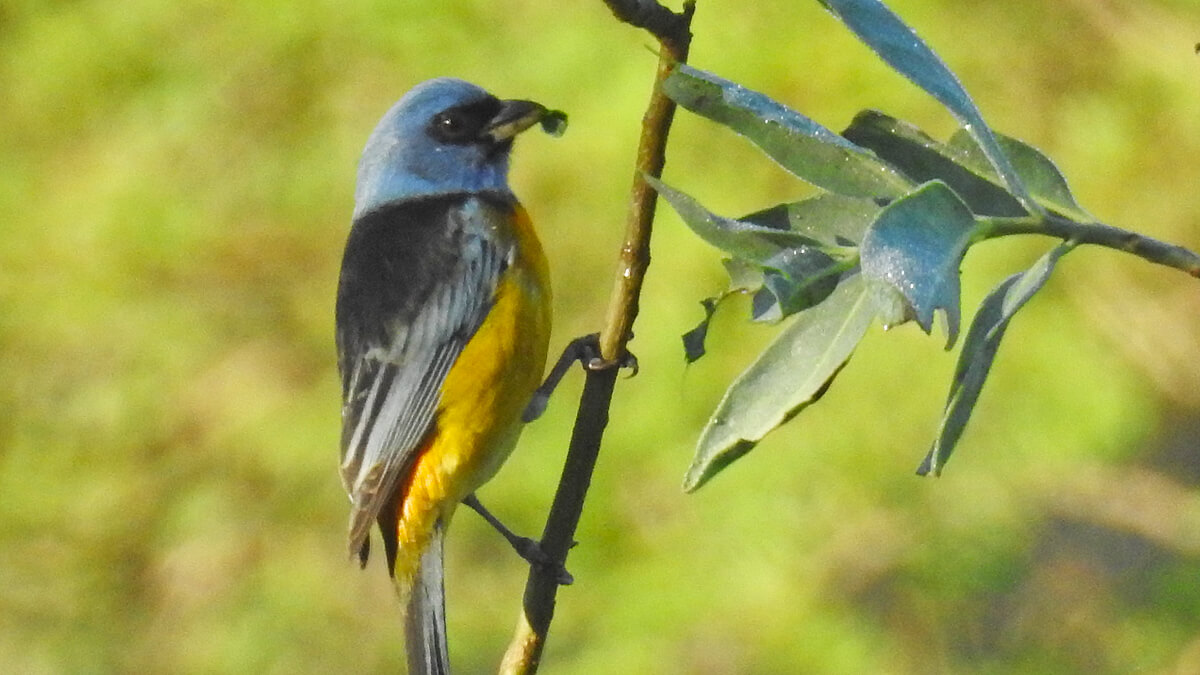 Naranjero (rauenia bonariensis)