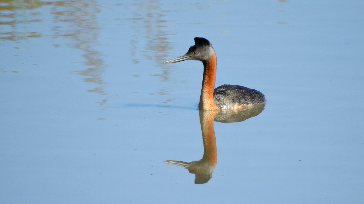 Macá grande (Podiceps major)