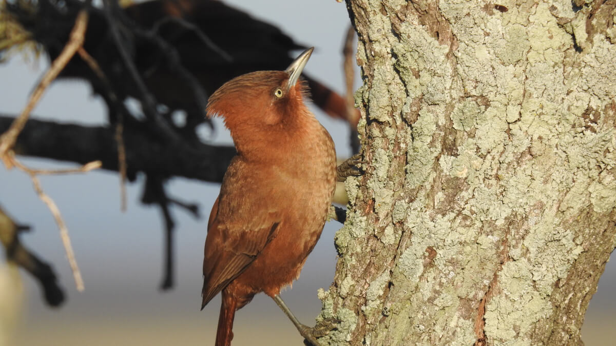 Cacholote castaño (Pseudoseisur lophotes)