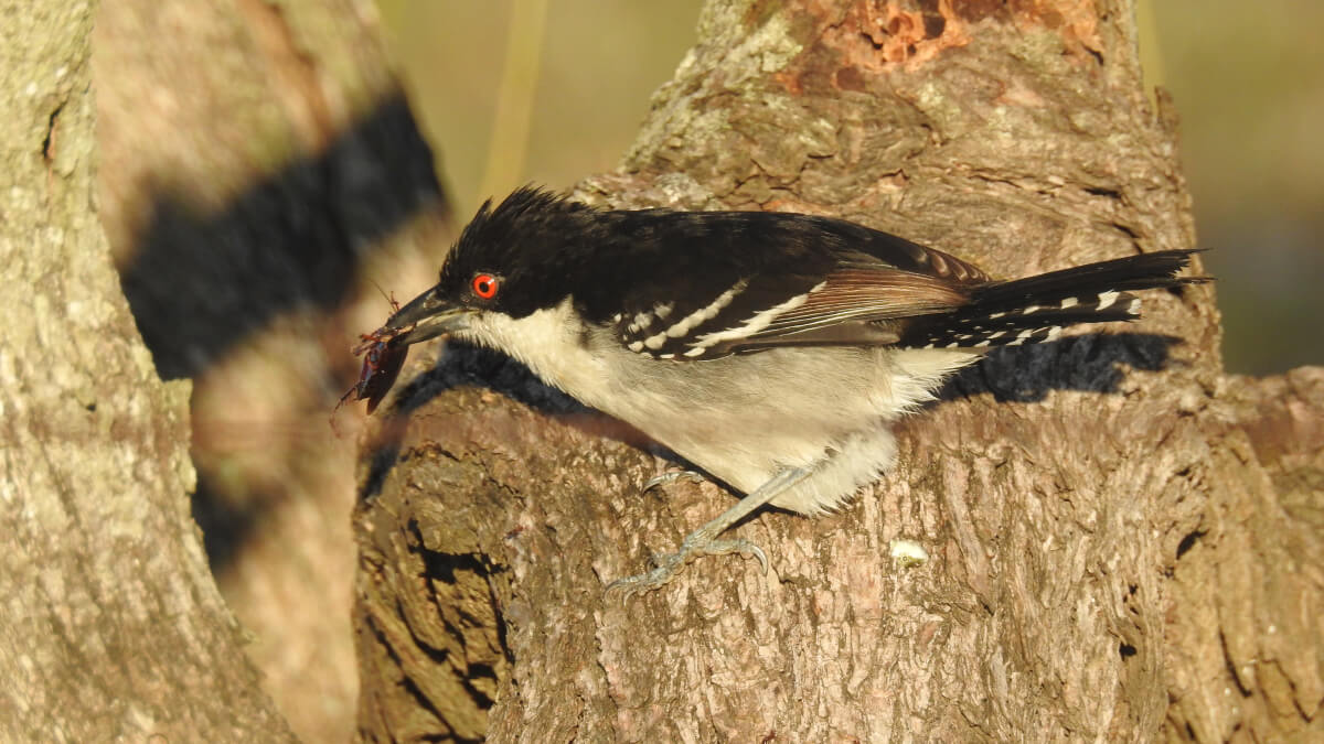 Macho de Chororó (Taraba major)