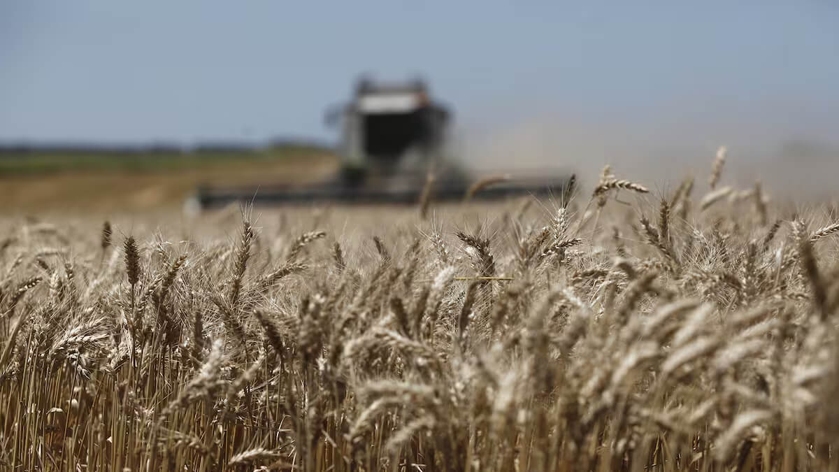 Maquinaria cosechando trigo en un campo argentino