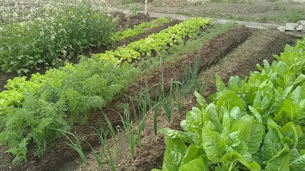 Huerta orgánica hogareña con cultivos de hortalizas y hierbas aromáticas,