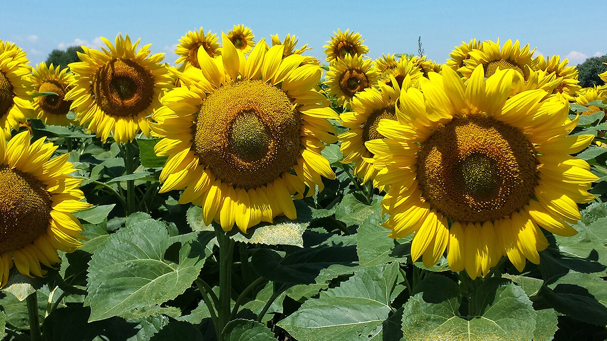 Campo sembrado con girasol en flor bajo un cielo despejado, representando la cosecha récord 2024-25 en Argentina.