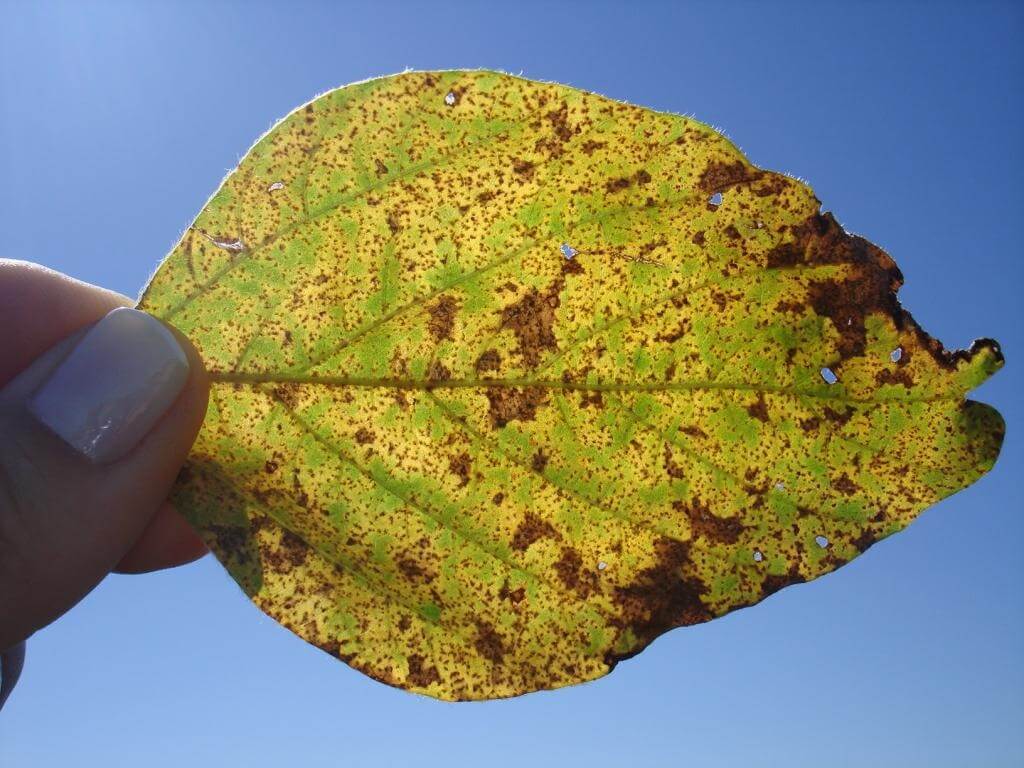 Hoja de soja afectada por Roya Asiática