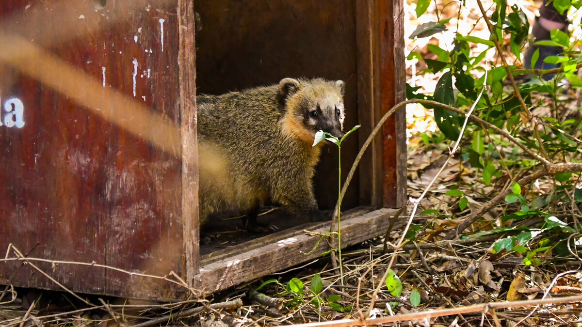 Uno de los ejemplares de coatí liberados en la Reserva El Pindó regresa a su hábitat natural