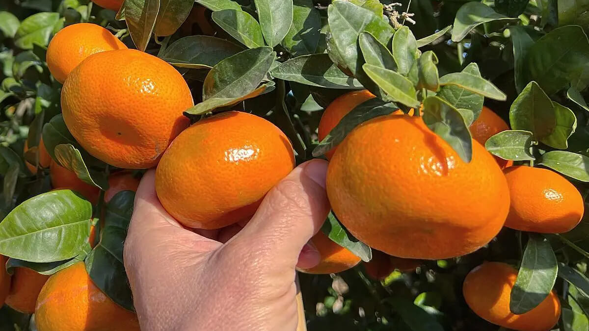 Planta de cítricos mostrando sus frutos y hojas verdes.