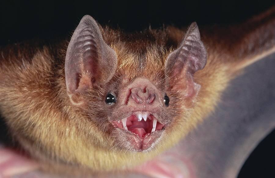 Murciélago hematófago, transmisor de la rabia paresiante