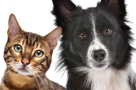 Perro y gato