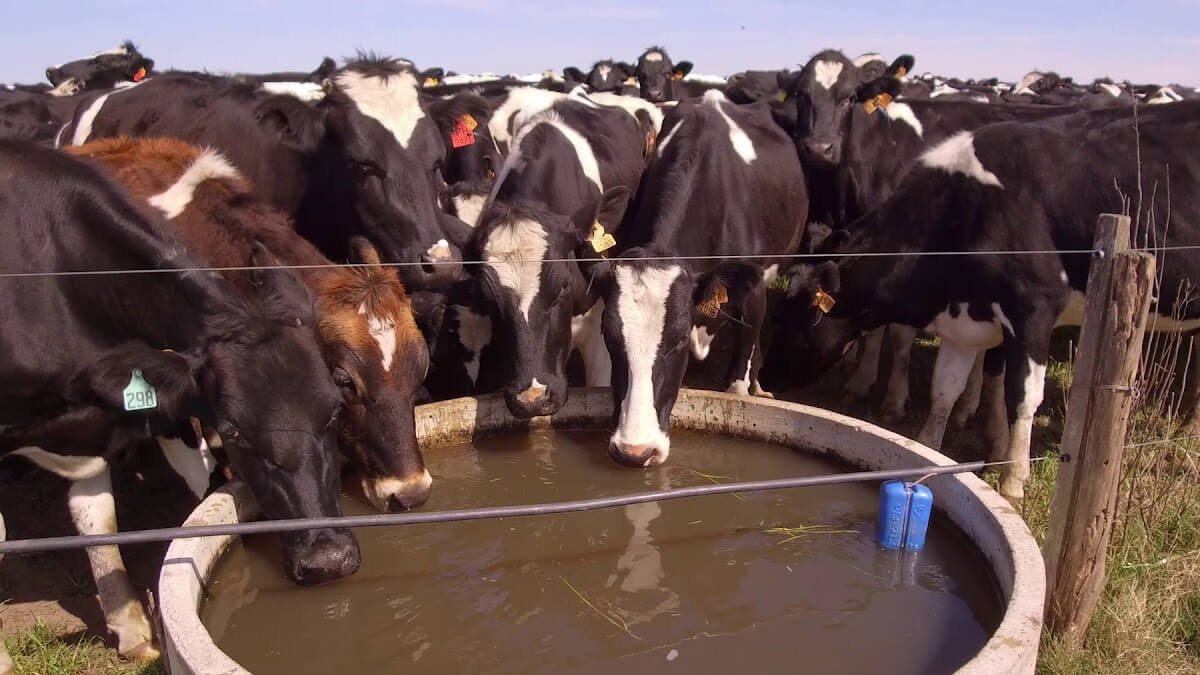 Ganado bebiendo agua fresca de un tanque australiano en un campo soleado, simbolizando la gestión hídrica en la ganadería.