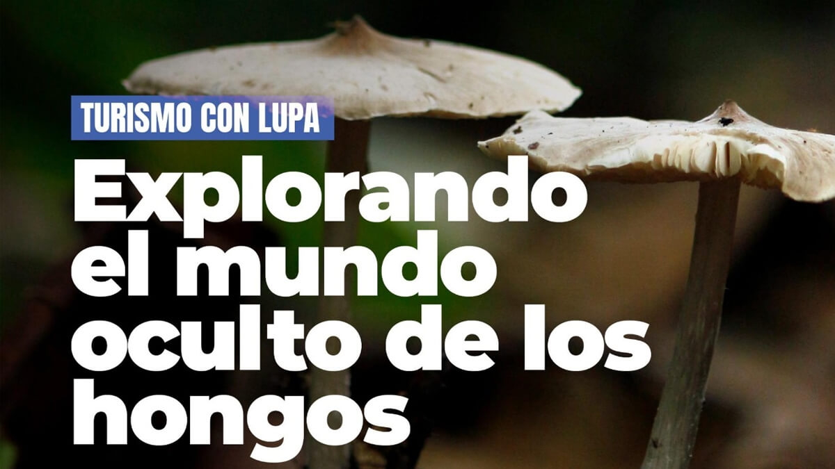 Flyer de invitación al curso sobre hongos en Villa Ocampo, 16 de junio en Reserva El Pindó