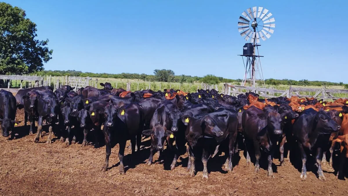 Rodeo de ganado bovino en un corral en el campo, con varios animales apiñados, sugiriendo un manejo intensivo o control sanitario.