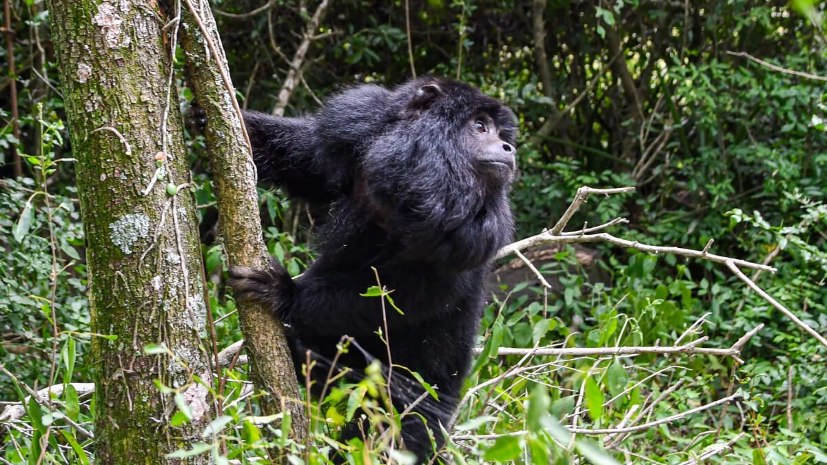 Un mono carayá, una de las especies reinsertadas, volviendo a su hábitat natural.