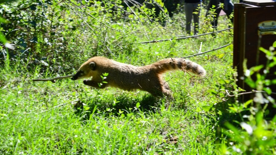 Liberación de coatí en la región del Jaaukanigás
