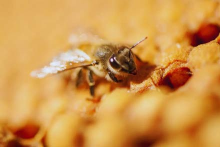 Abeja obrera en un panal de miel