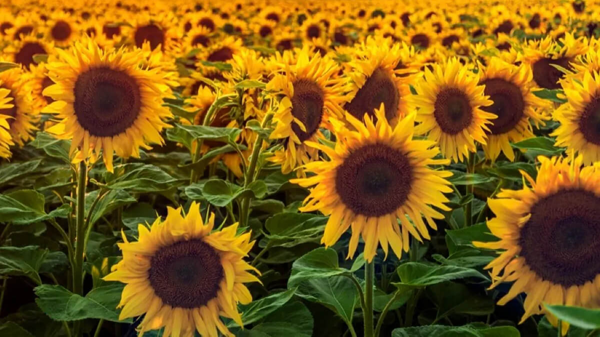 Girasoles