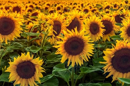 Girasoles