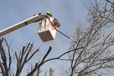 Empleado de la EPE realizando trabajos de poda en línea eléctrica