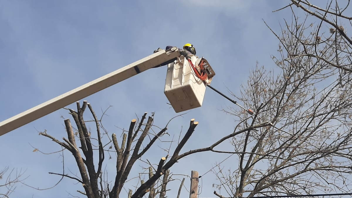 Empleado de la EPE realizando trabajos de poda en línea eléctrica