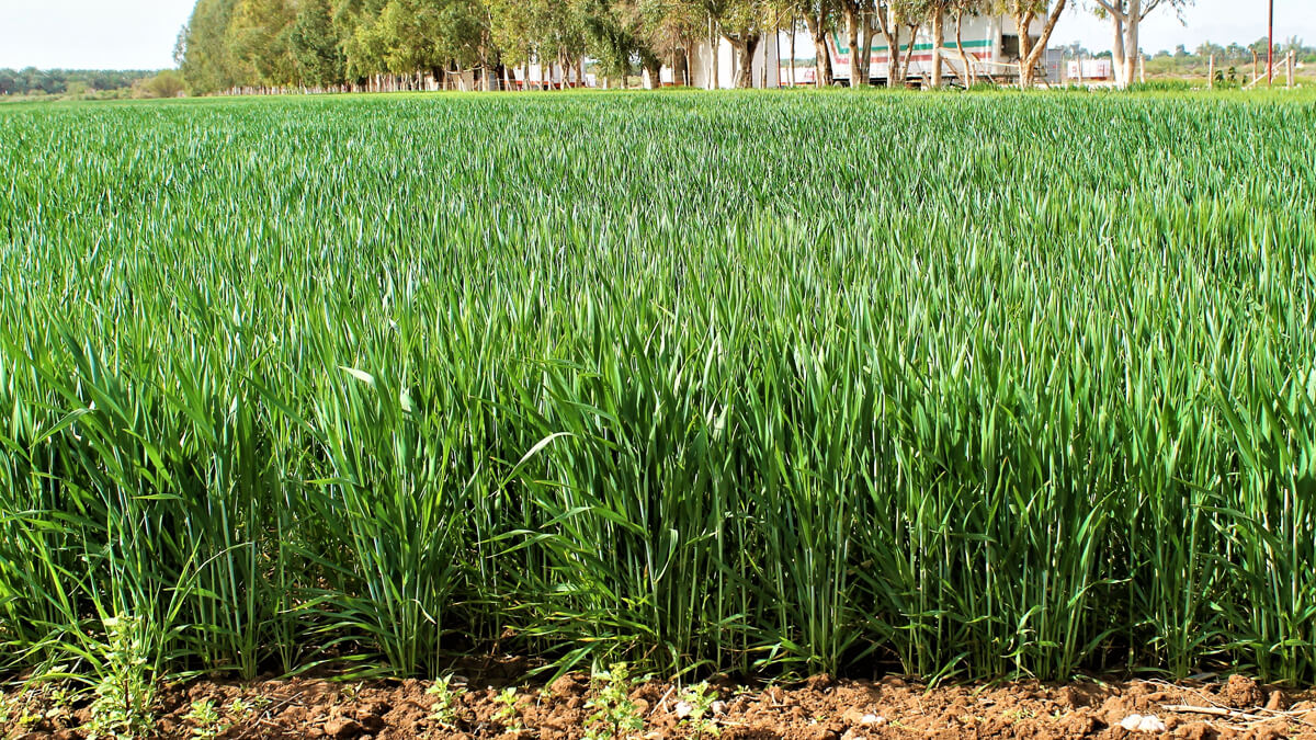 Campo sembrado con trigo
