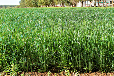 Campo sembrado con trigo