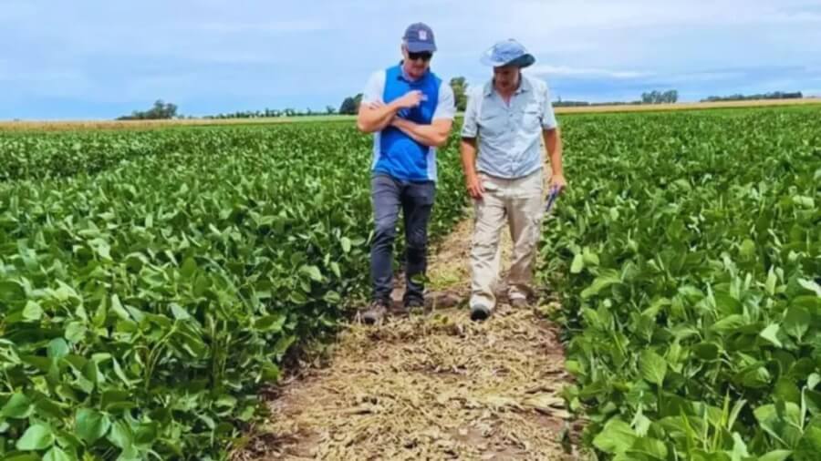 Integrante de la Red de Evaluación de Cultivares de Soja (RECS000O) evaluaron 123 variedades comerciales en 62 localidades del país