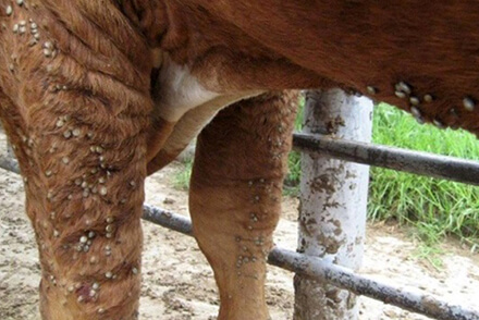  Vacuno con garrapatas en un sistema ganadero, problema sanitario común en Argentina