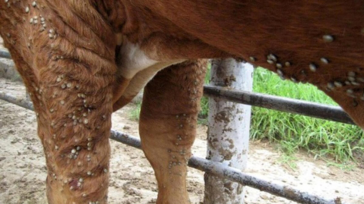  Vacuno con garrapatas en un sistema ganadero, problema sanitario común en Argentina