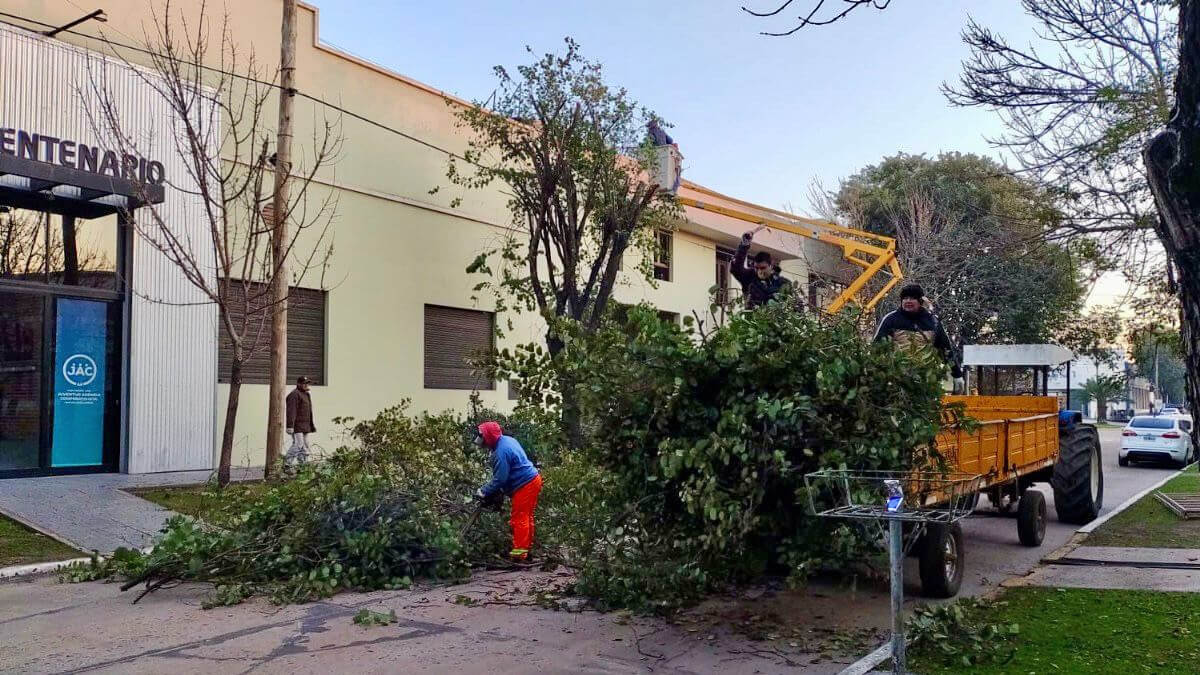 Personal municipal de Avellaneda realizando trabajos de poda en el arbolado urbano