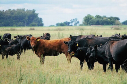 Campo con ganado vacuno
