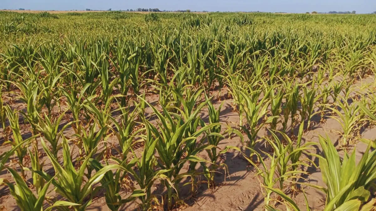 Campo de maíz en suelo salino tratado con yeso para mejorar la productividad
