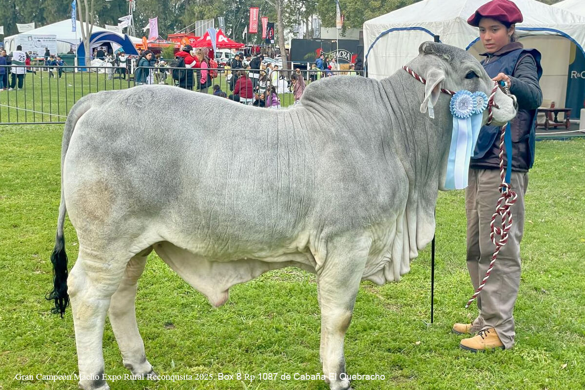 Brahman de Cabaña El Quebracho premiado como Gran Campeón Macho en la Exposición Rural de Reconquista 2025