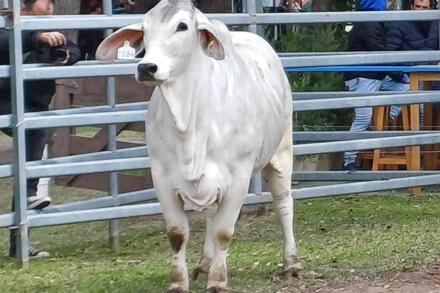 Brahman de Cabaña El Quebracho premiada como Gran Campeón Hembra en la Exposición Rural de Reconquista 2025 