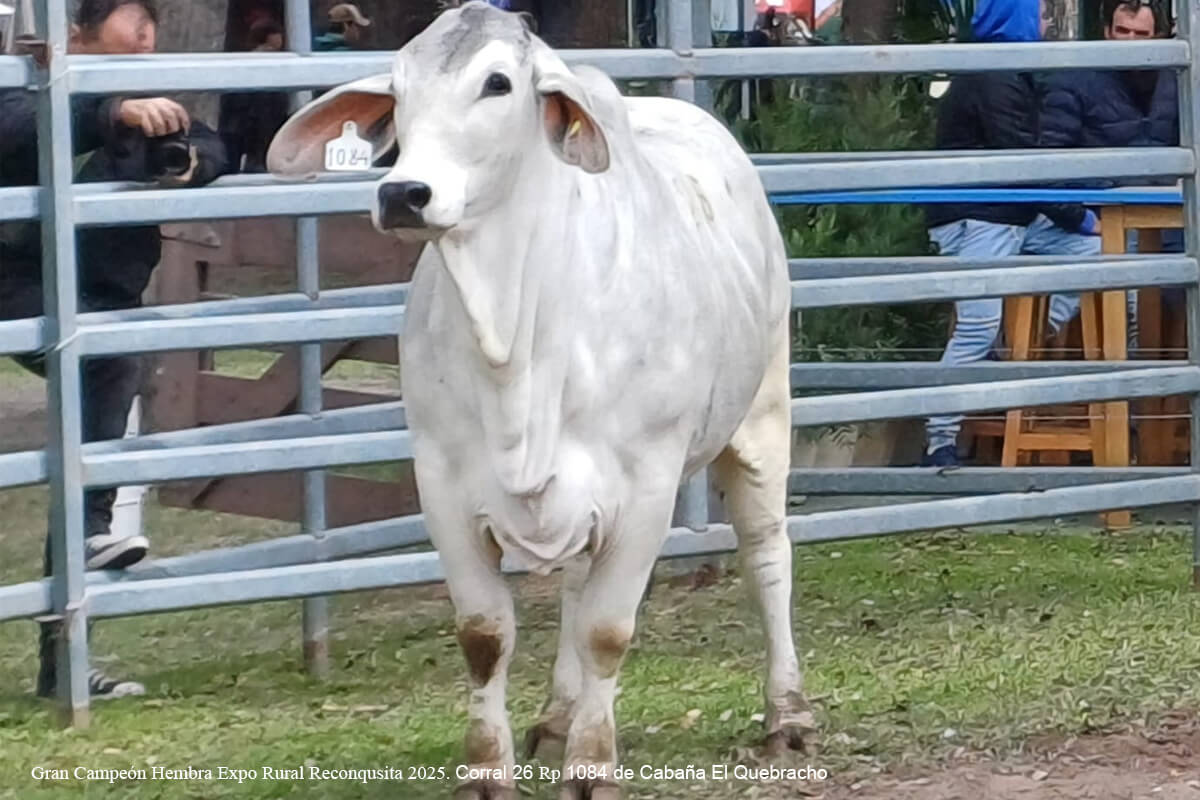 Brahman de Cabaña El Quebracho premiada como Gran Campeón Hembra en la Exposición Rural de Reconquista 2025 