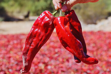 Pimientos rojos de la región de Cachi en Salta, reconocidos con certificación de origen que protege su identidad