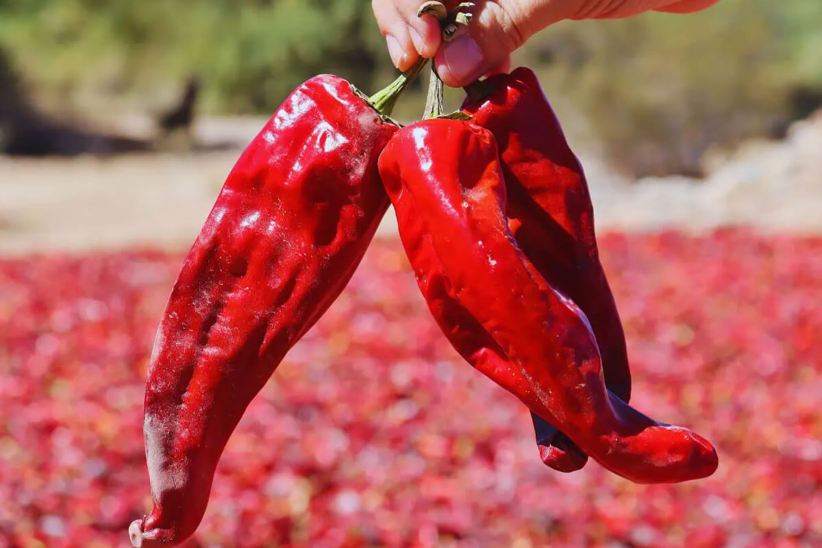 Pimientos rojos de la región de Cachi en Salta, reconocidos con certificación de origen que protege su identidad