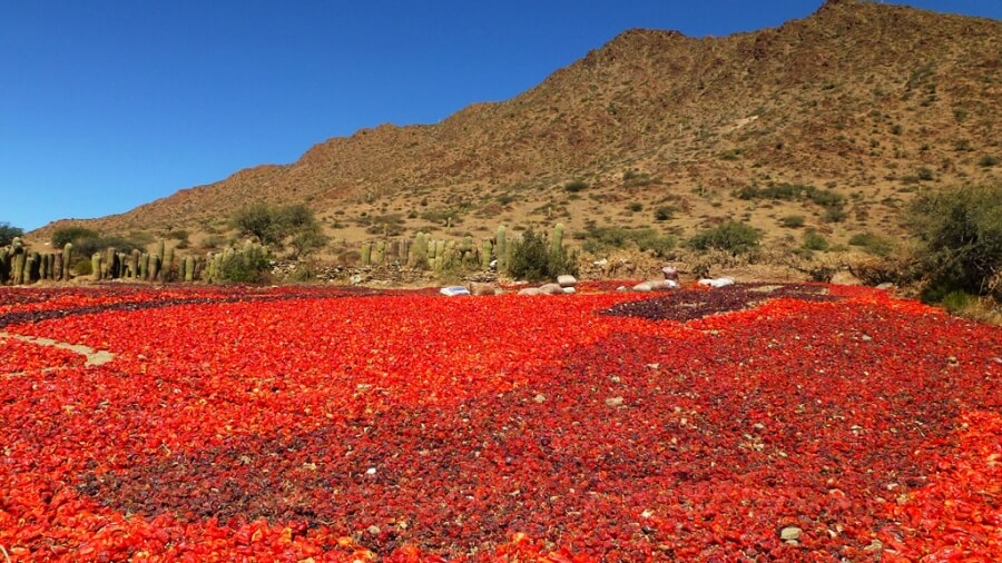 Campos de Cachi con pimientos secándose al sol