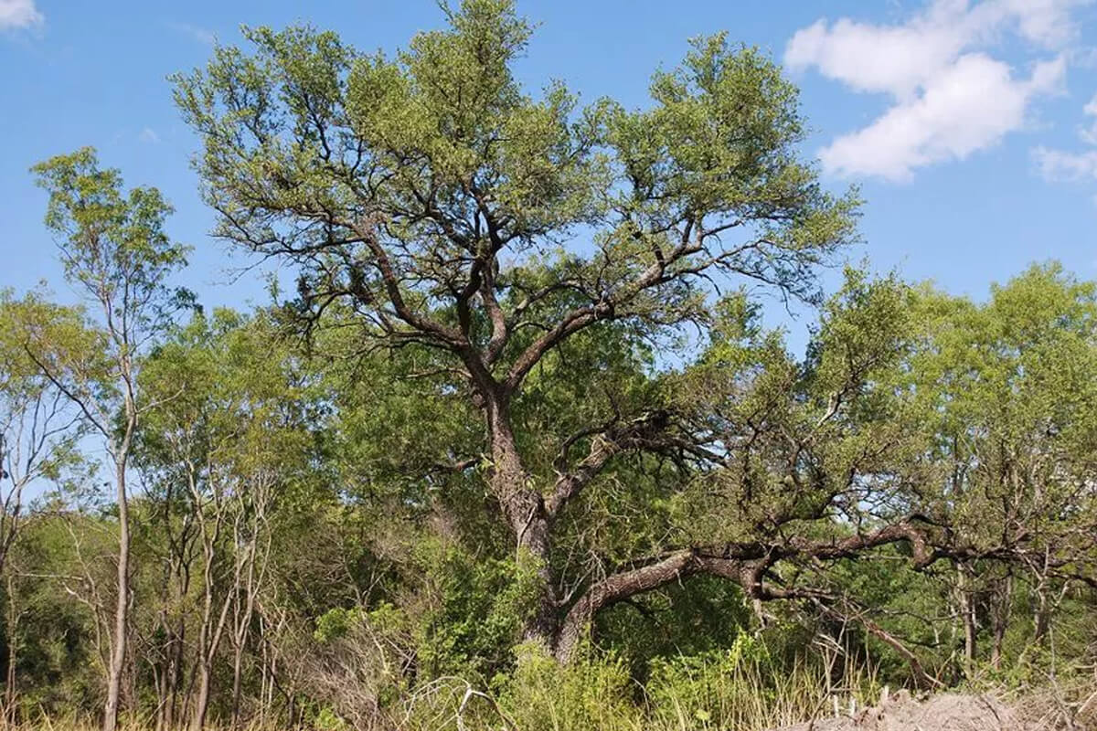 Árbol nativo
