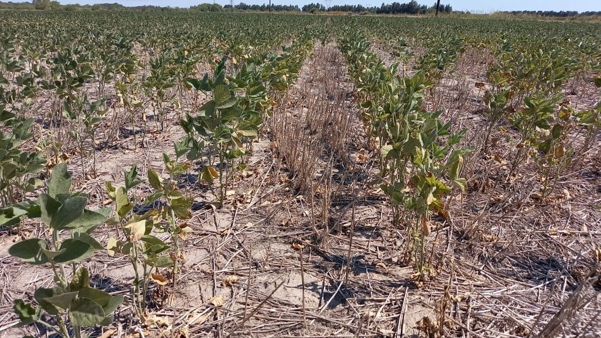 Campo de soja afectado por sequía