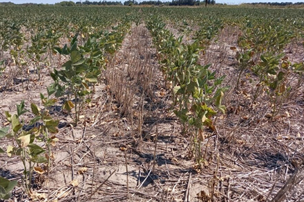 Campo de soja afectado por sequía
