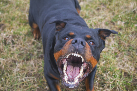 Perro de raza Rottweiler en Santa Fe, representando la regulación de perros potencialmente peligrosos