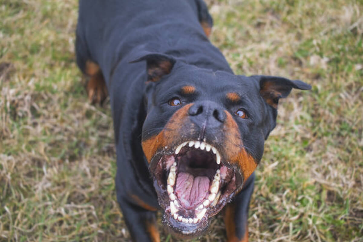 Perro de raza Rottweiler en Santa Fe, representando la regulación de perros potencialmente peligrosos